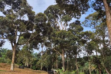 Rimba Terjun Pontian