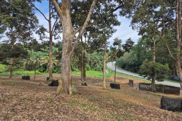 Rimba Terjun Pontian