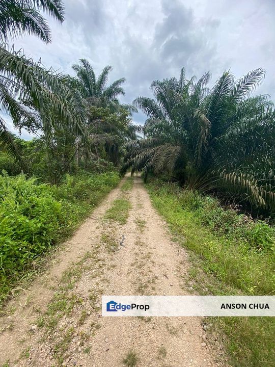 Mukim Ulu Benut 5 Acres Agricultural Land For Sale, Johor, Kluang