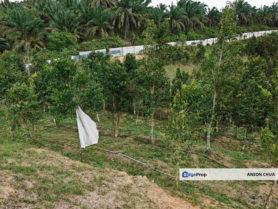 Seelong Selatan @ 8 Acres Agricultural Land For Sale, Johor, Senai