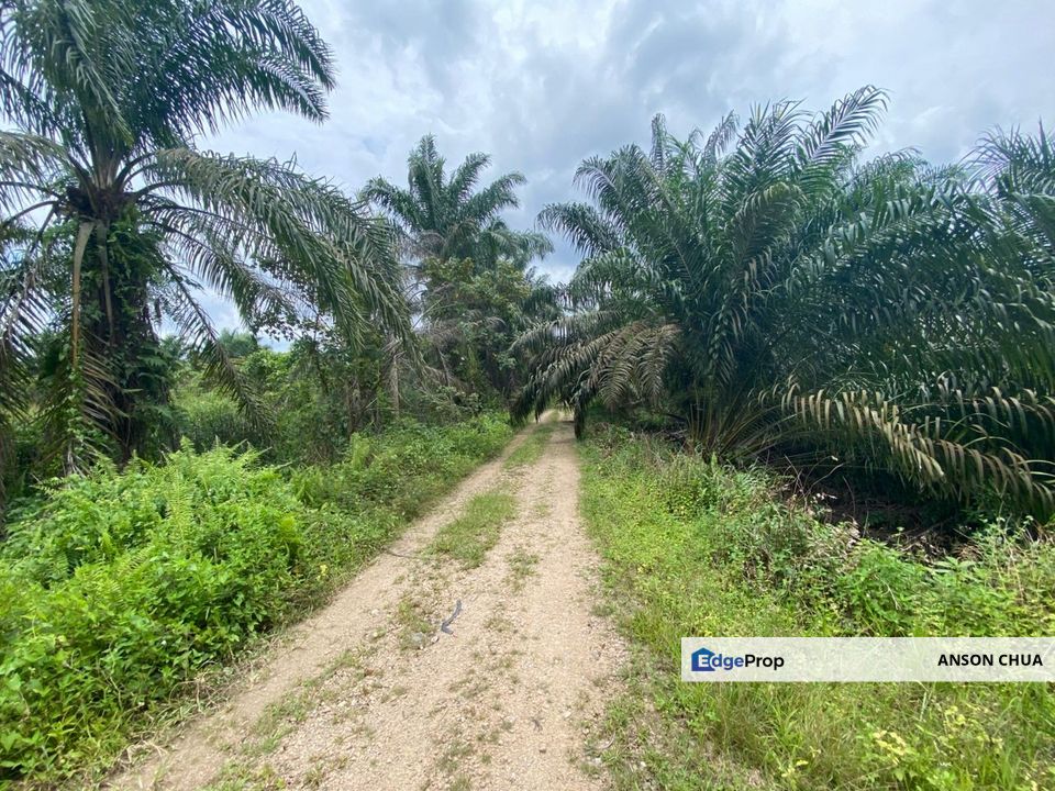 Simpang Renggam @ 5 Acres Agricultural Land For Sale, Johor, Kluang