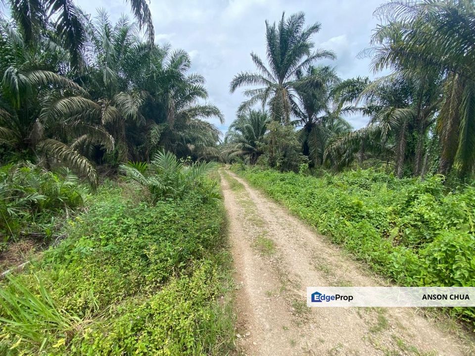 Simpang Renggam @ 5 Acres Agricultural Land For Sale, Johor, Kluang