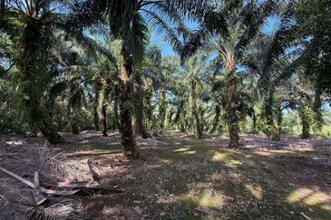 Rimba Terjun Pontian