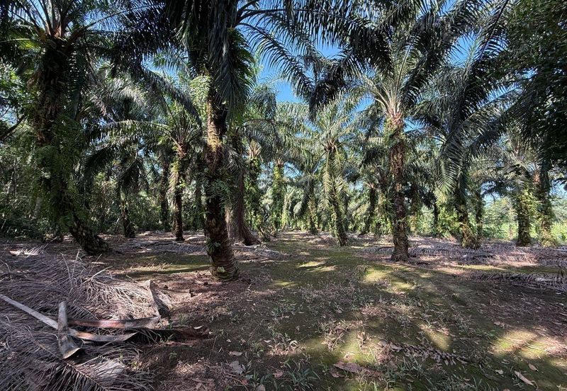 Rimba Terjun Pontian