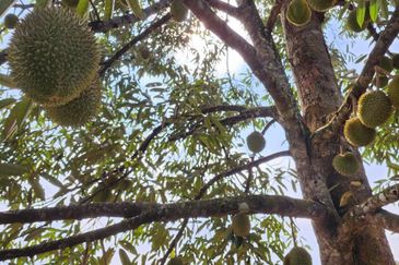 RAUB Durian Farm parcel1 for sale