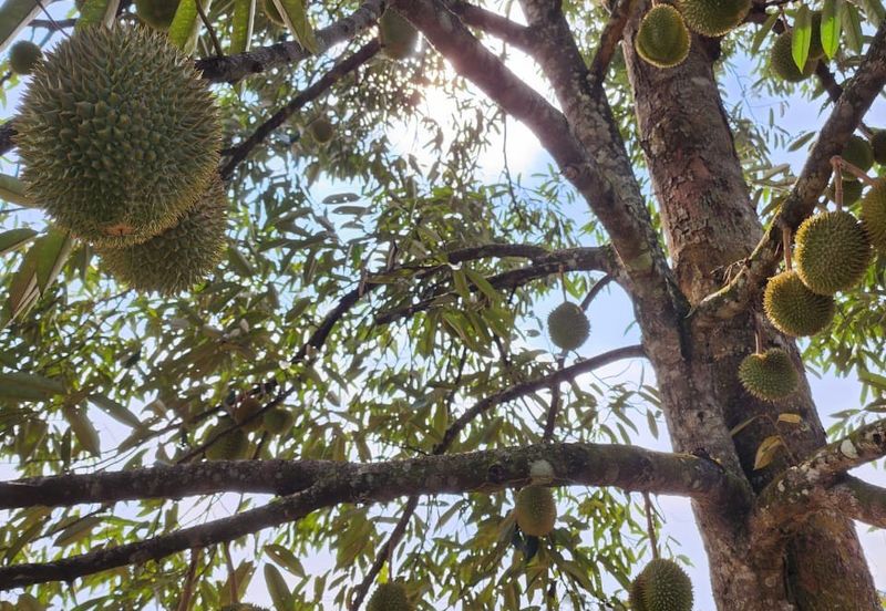 RAUB Durian Farm parcel1 for sale