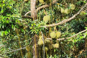 RAUB Durian Farm parcel1 for sale