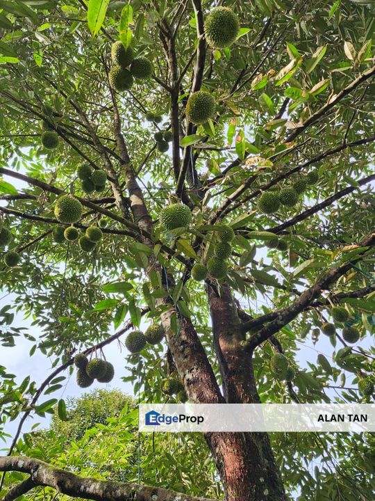 RAUB Durian Farm parcel1 for sale, Pahang, Raub