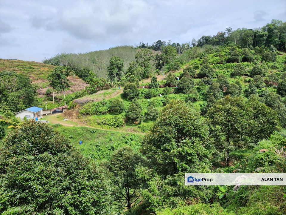 RAUB Durian Farm parcel1 for sale, Pahang, Raub