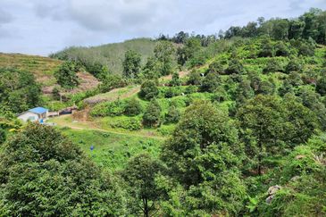 RAUB Durian Farm parcel1 for sale