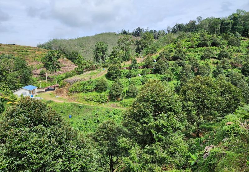 RAUB Durian Farm parcel1 for sale