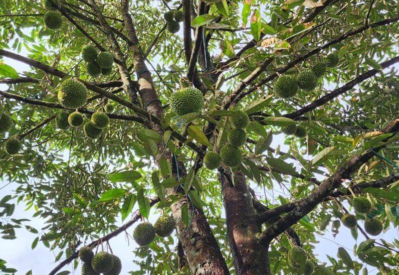 RAUB Durian Farm parcel4 for sale