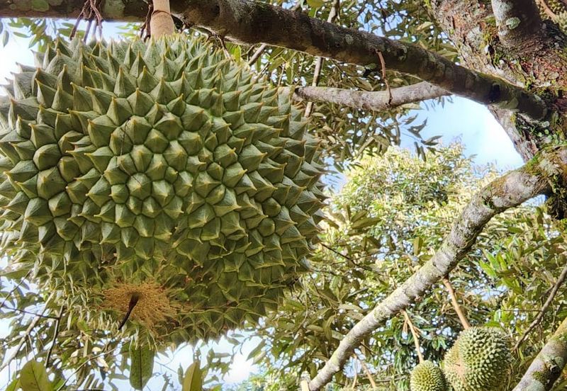 RAUB Durian Farm parcel4 for sale