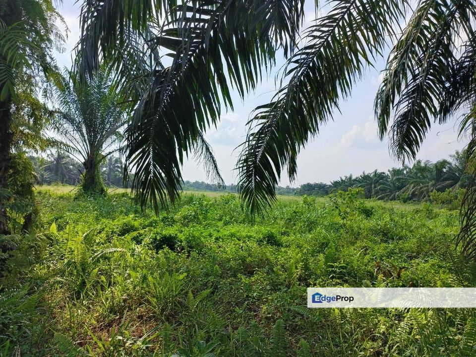 Agriculture Land with Zoning Residential For Sales, 5 min Away from Simpang Renggam toll, Johor, Kluang
