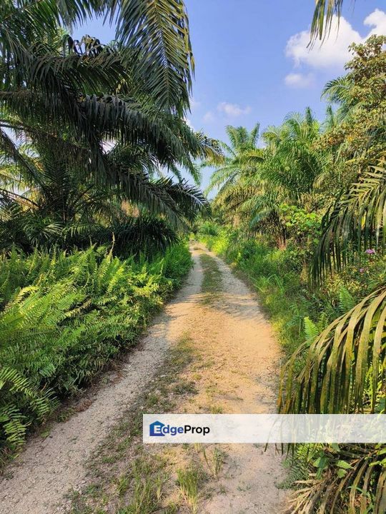 Agriculture Land with Zoning Residential For Sales, 5 min Away from Simpang Renggam toll, Johor, Kluang