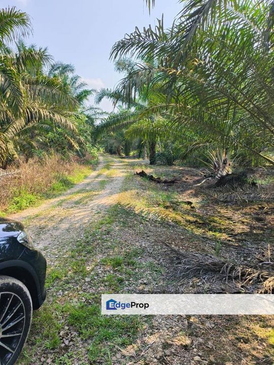 Agriculture Land with Zoning Residential For Sales, 5 min Away from Simpang Renggam toll, Johor, Kluang