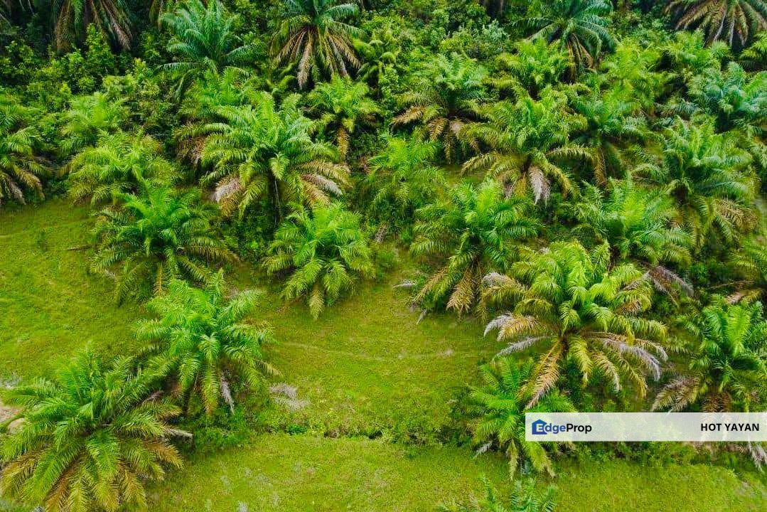 Agriculture Land (Kelapa Sawit) For Sale at Belara, Kuala Terengganu Freehold 7.057 acre, Terengganu, Kuala Terengganu
