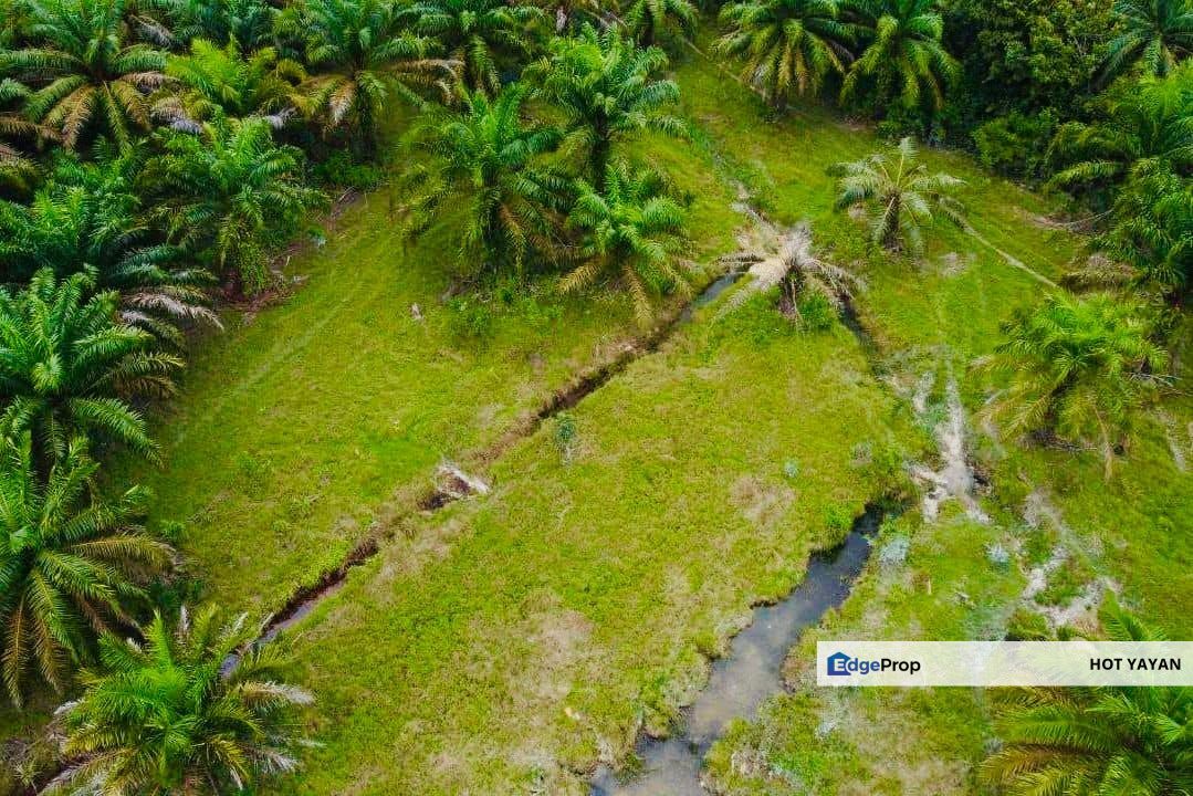 Agriculture Land (Kelapa Sawit) For Sale at Belara, Kuala Terengganu Freehold 7.057 acre, Terengganu, Kuala Terengganu
