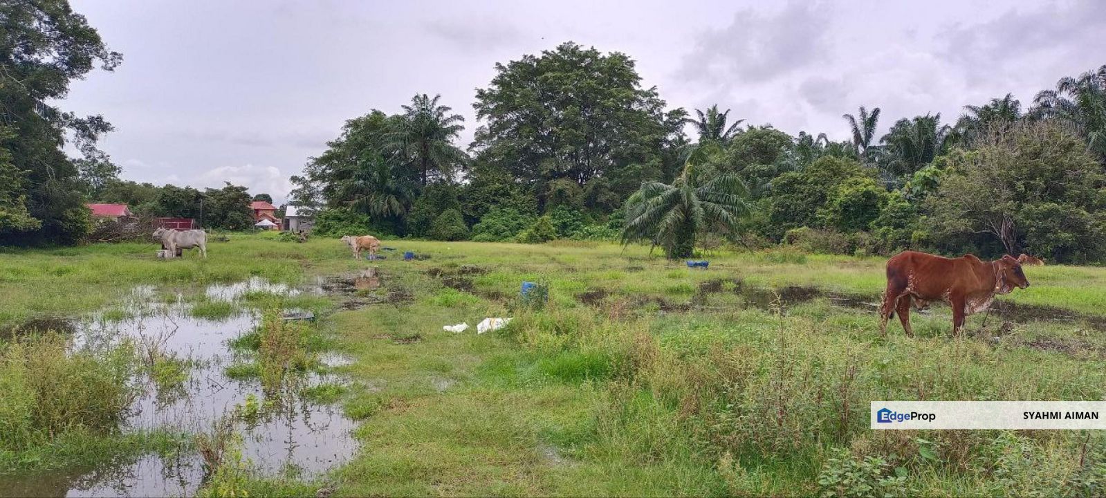 Sungai Pelek, Sepang Selangor, 5000 sqft Bungalow Land Lot For Sale, Selangor, Sepang