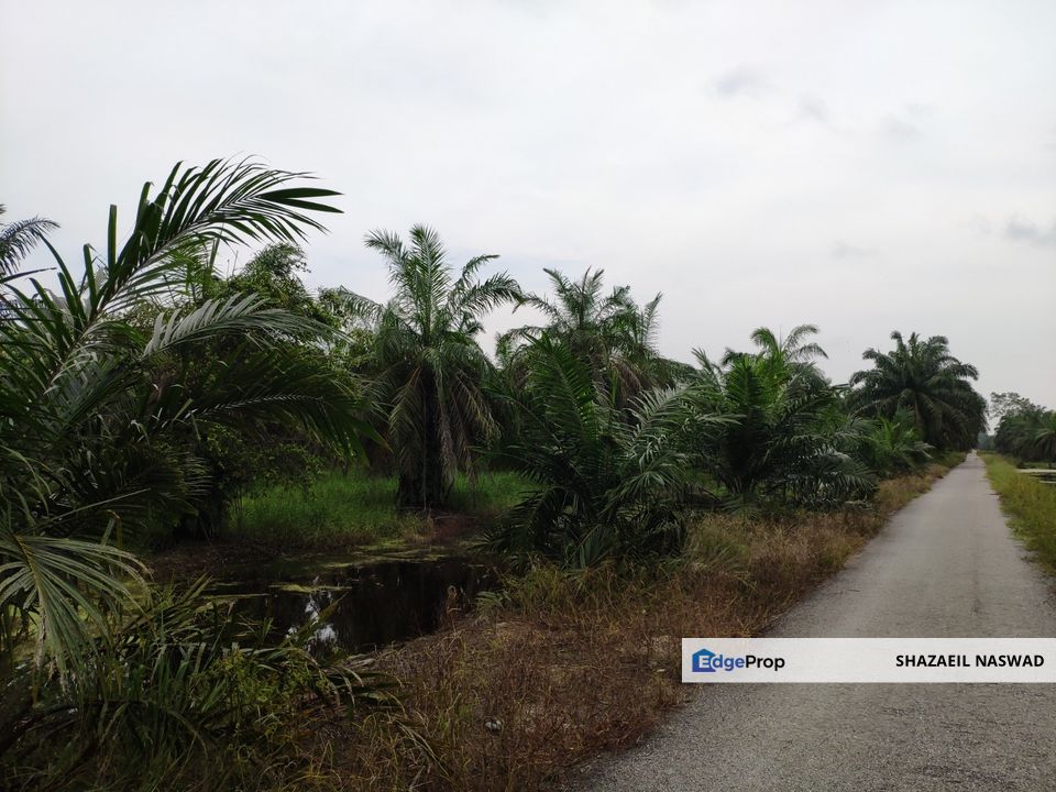 Tanah pertanian 1.6 ekar di Bagan Terap, Sungai Besar, Sungai Panjang, Sabak Bernam, Selangor, Sungai Besar