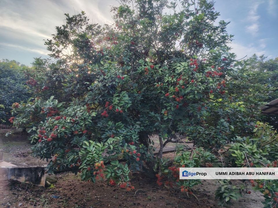 Banglo Dan Dusun Di Kepala Batas, Penang, Bertam