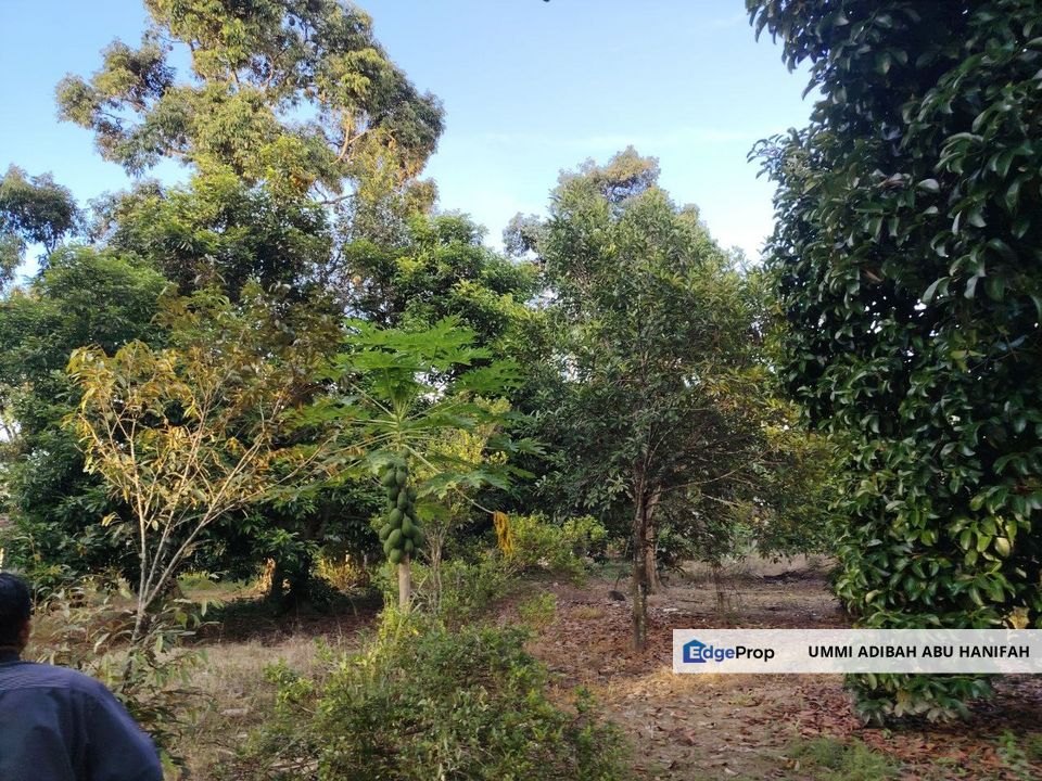 Banglo Dan Dusun Di Kepala Batas, Penang, Bertam