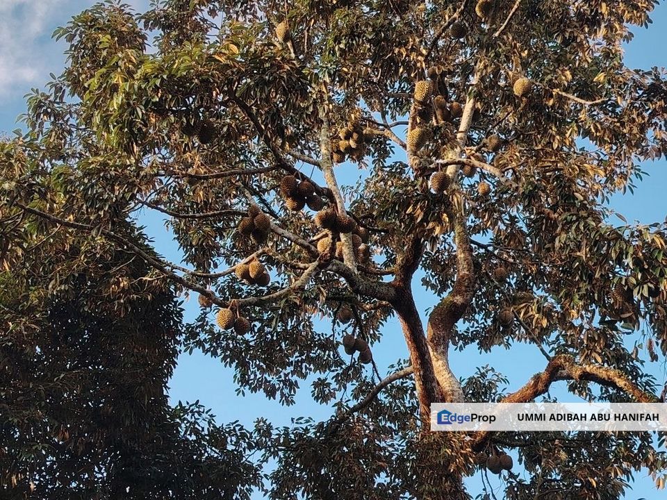 Banglo Dan Dusun Di Kepala Batas, Penang, Bertam