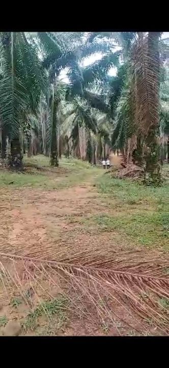 RM3.56/Sqft Freehold Palm Oil Land Melaka Ayer Paabas Alor Gajah, Melaka, Alor Gajah