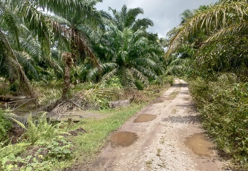 116,000 sqf @ 2.7 Ekar Tanah Pertanian Tanjong Sepat Kuala Langat