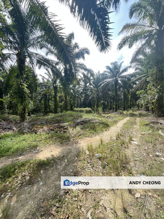 ✅10ACRE SENAI LAND FOR SALE JOHOR BAHRU✅, Johor, Senai