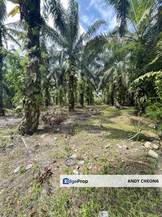 ✅10ACRE SENAI LAND FOR SALE JOHOR BAHRU✅, Johor, Senai