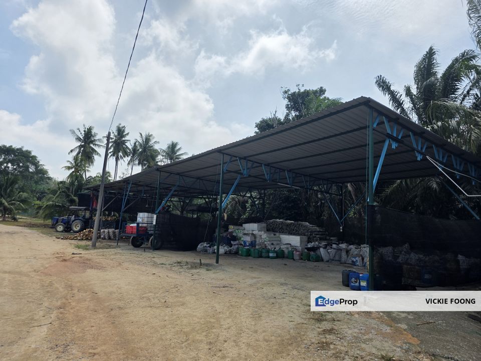 DURIAN FARM BESIDE MAIN ROAD, Melaka, Jasin