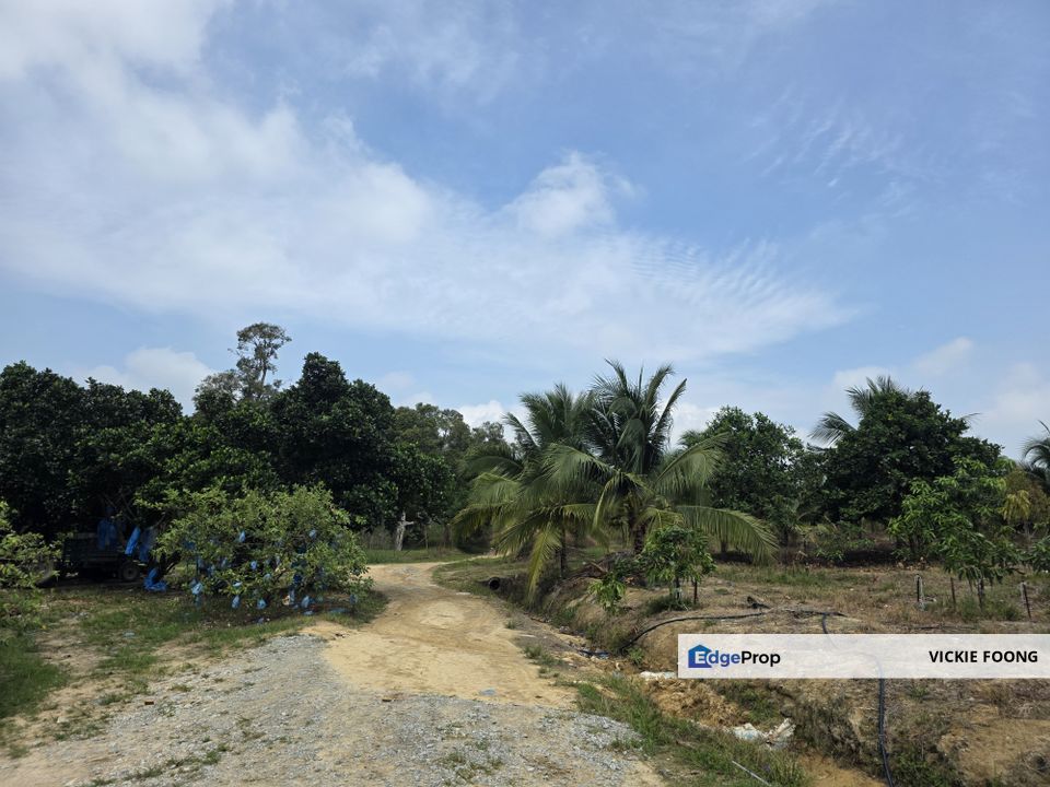 DURIAN FARM BESIDE MAIN ROAD, Melaka, Jasin