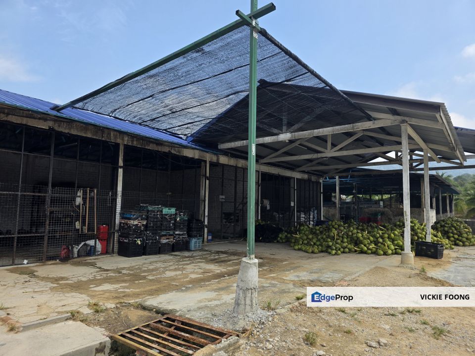 DURIAN FARM BESIDE MAIN ROAD, Melaka, Jasin