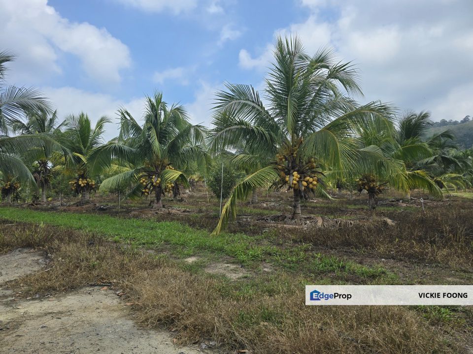 DURIAN FARM BESIDE MAIN ROAD, Melaka, Jasin
