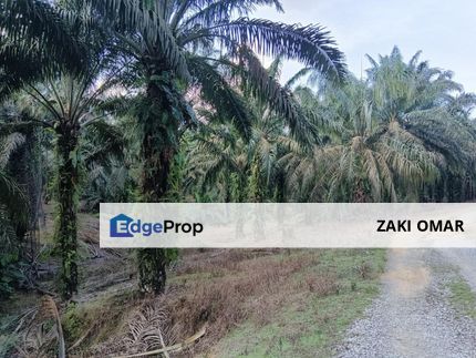 Jalan Kota Tinggi Kulai Johor 5 Acres Oil Palm Land For Sale Easy Access, Johor, Kota Tinggi