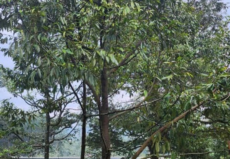 Agriculture Land with Durian & Camping Side @ Broga Hill Semenyih