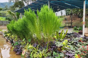 Agriculture Land with Durian & Camping Side @ Broga Hill Semenyih