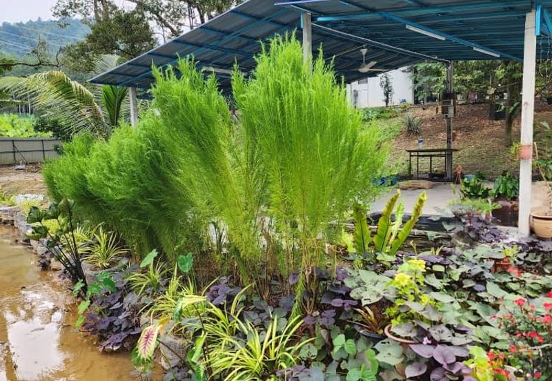 Agriculture Land with Durian & Camping Side @ Broga Hill Semenyih