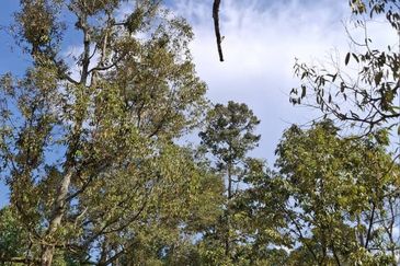 Agriculture Land with Durian & Camping Side @ Broga Hill Semenyih