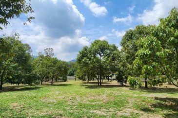 Agriculture Land with Durian & Camping Side @ Broga Hill Semenyih