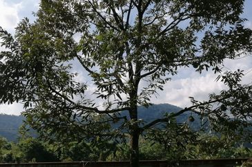 Agriculture Land @ Broga Hill Semenyih 