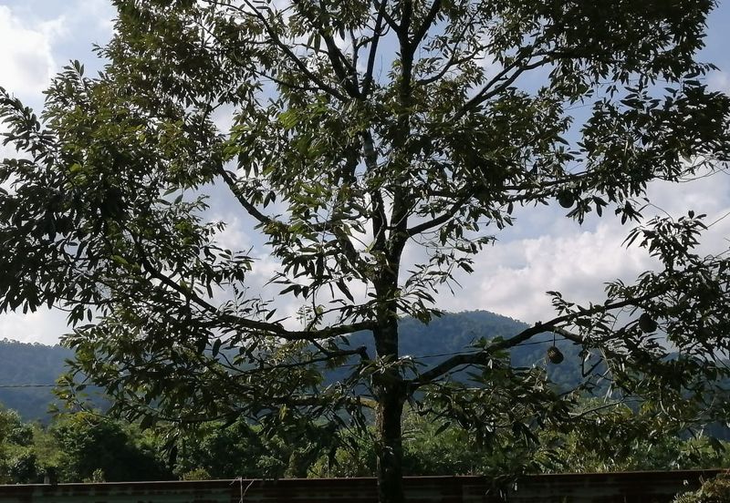 Agriculture Land @ Broga Hill Semenyih 