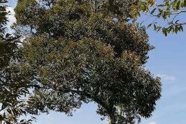 Agriculture Land @ Broga Hill Semenyih 