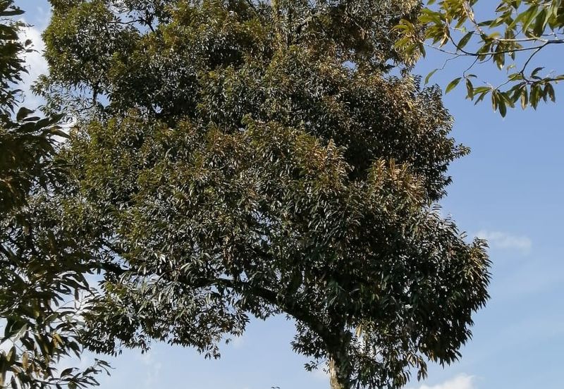 Agriculture Land @ Broga Hill Semenyih 