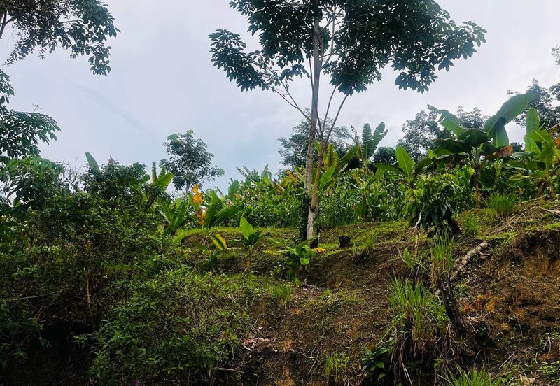 Batang Kali Malay Reservation