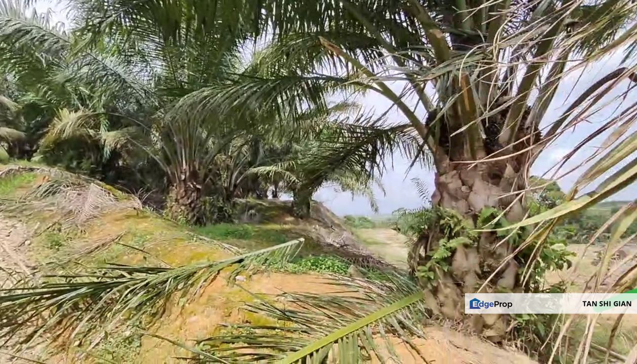 Ayer Hitam 17Acre Land for Sale, Johor, Ayer Hitam