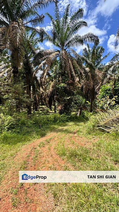 Kluang, Layang-Layang Land for Sale, Penang, Simpang Ampat