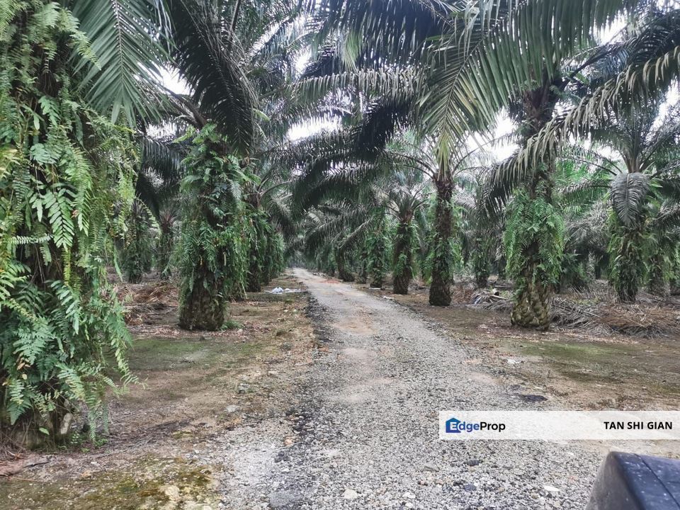 Pekan Nanas, Jeram Batu 30.95 Acre Land for Sale, Johor, Pontian