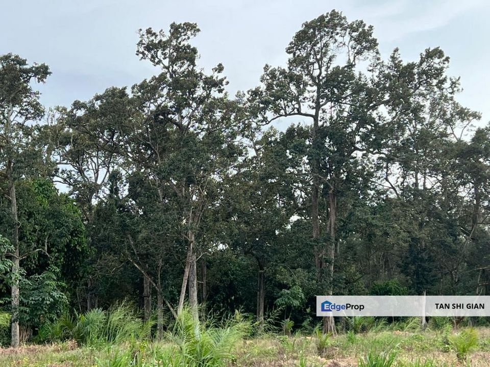 Machap 6Acre Land for Sale, Johor, Kluang